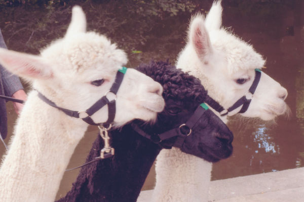 Photograph of alpacas in Roberts Park. Copyright Ian Watson